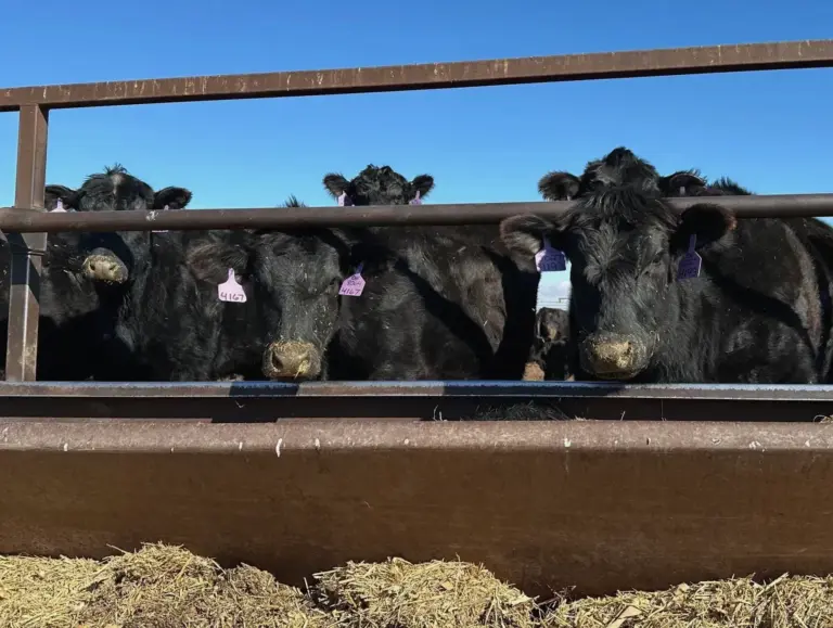 Trade Tensions Simmer in the Heartland as Beef Imports Surge